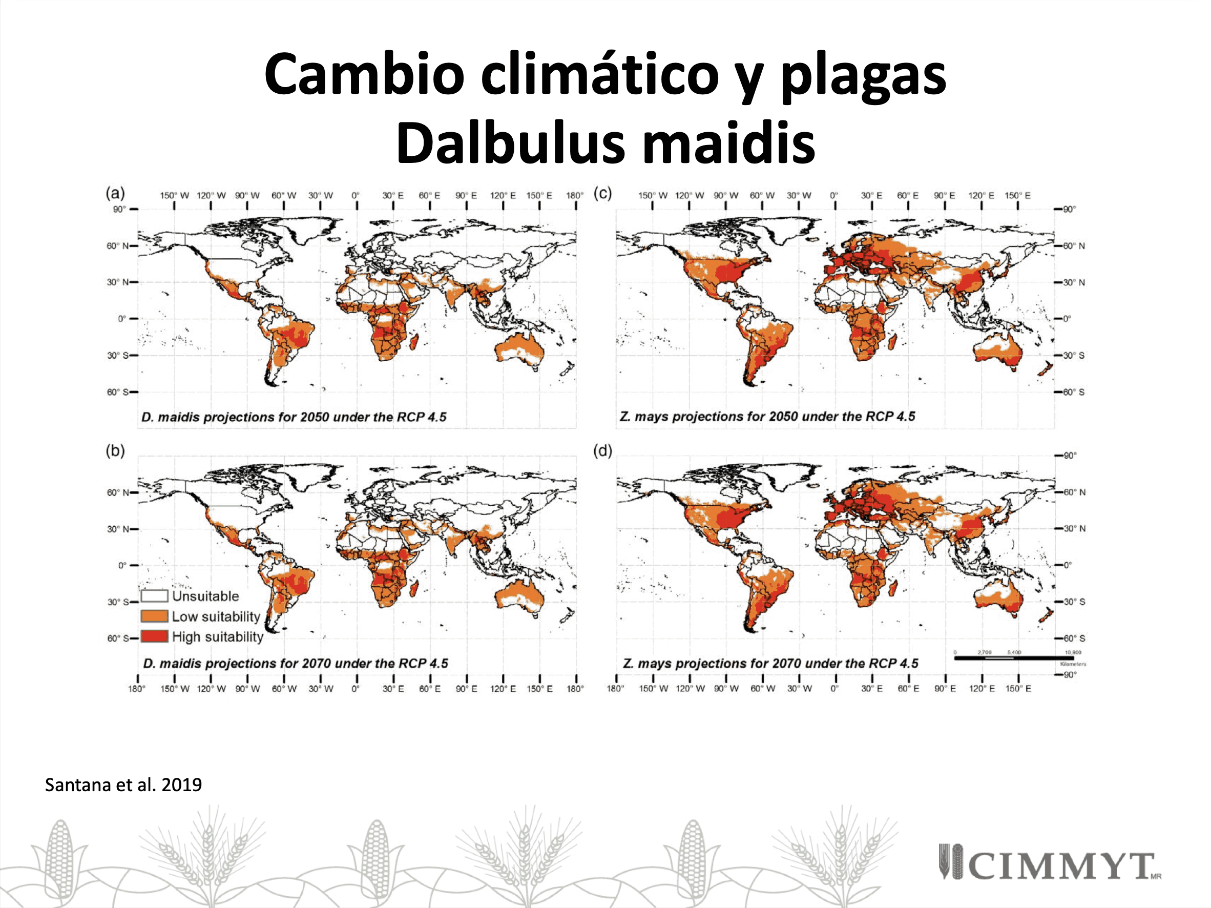 Comportamiento de la chicharrita del maíz ante diversos escenarios de cambio climático. (Imagen: unidad de Sistemas de Información Geográfica del CIMMYT a partir de Santana et al. 2019)